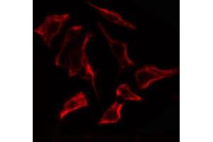 ABIN6274867 staining Hela cells by IF/ICC. (ARSF antibody  (Internal Region))