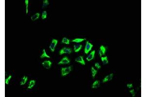 APOLD1 antibody  (AA 213-274)