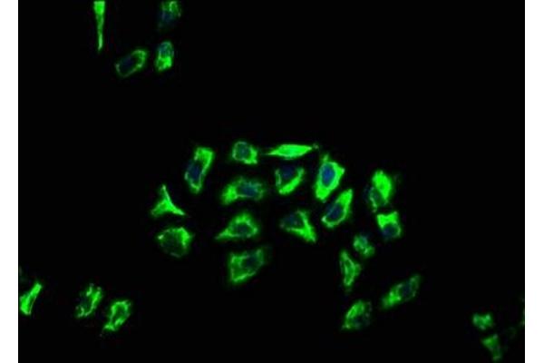 APOLD1 antibody  (AA 213-274)