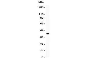 Western blot testing of CD86 antibody and recombinant human protein (0. (CD86 antibody  (AA 24-329))