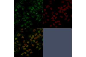 Immunofluorescence (IF) image for anti-Forkhead Box A1 (FOXA1) (AA 372-472) antibody (ABIN6939650)