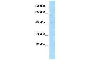 Host:  Rabbit  Target Name:  Rbfox1  Sample Type:  Mouse Testis lysates  Antibody Dilution:  1. (A2BP1 antibody  (N-Term))