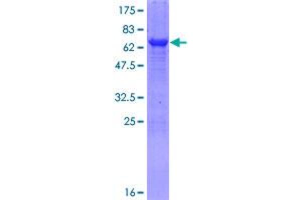 TDO2 Protein (AA 1-406) (GST tag)