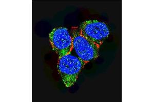 Confocal immunofluorescent analysis of p21 (CDKN1A) Antibody (C-term) (ABIN391763 and ABIN2841628) with 293 cell followed by Alexa Fluor 488-conjugated goat anti-rabbit lgG (green). (p21 antibody  (C-Term))