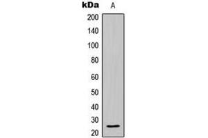 Western blot analysis of BCLW expression in HL60 (A) whole cell lysates. (BCL2L2 antibody  (C-Term))