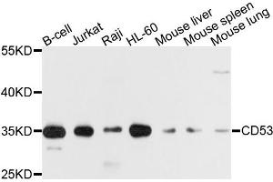 Western blot analysis of extracts of various cells, using CD53 antibody. (CD53 antibody)