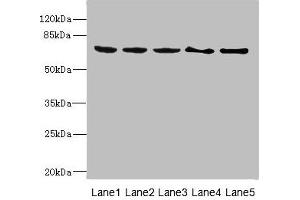 PLK3 Antikörper  (AA 487-646)
