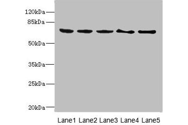 PLK3 antibody  (AA 487-646)