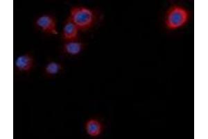 Immunofluorescent analysis of Syntaxin 1A (pS14) staining in NIH3T3 cells.