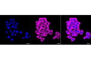 Immunocytochemical staining of HepG2 cells with Fibroblast growth factor 19 antibody (ABIN7798603), 1:1,000). (Recombinant FGF19 antibody)