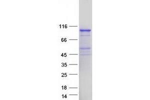 Validation with Western Blot (EXD3 Protein (Myc-DYKDDDDK Tag))