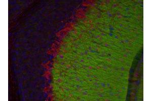 Indirect immunostaining of a PFA fixed mouse cerebellum section with anti-synaptotagmin 12 (dilution 1 : 200; green) and mouse anti-parvalbumin (cat. (SYT12 antibody)