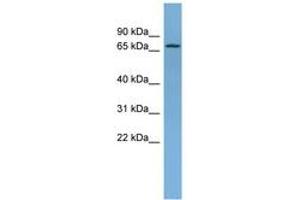 Image no. 1 for anti-NADH Dehydrogenase (Ubiquinone) Fe-S Protein 1, 75kDa (NADH-Coenzyme Q Reductase) (NDUFS1) (AA 611-660) antibody (ABIN6745120) (NDUFS1 antibody  (AA 611-660))