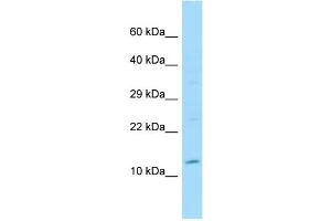 WB Suggested Anti-SYCN Antibody Titration: 1.