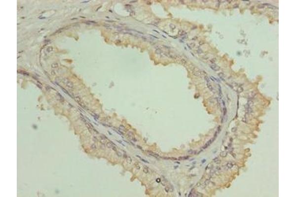 COG3 antibody  (AA 101-400)