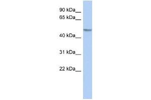 GCOM1 antibody used at 1 ug/ml to detect target protein.