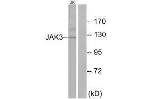 Western blot analysis of extracts from Jurkat cells, using JAK3 (Ab-785) antibody. (JAK3 antibody  (Tyr785))