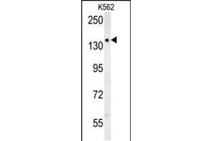 SLC12A5 Antibody (N-term) (ABIN652057 and ABIN2840525) western blot analysis in K562 cell line lysates (35 μg/lane). (KCC2 antibody  (N-Term))