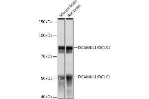 Western blot analysis of extracts of various cell lines, using DC/DCLK1 Rabbit mAb (ABIN1678754, ABIN3018869, ABIN3018870 and ABIN7101679) at 1:1000 dilution. (DCLK1 antibody)