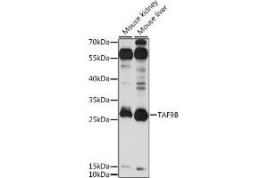 Western blot analysis of extracts of various cell lines, using TB antibody (ABIN7270718) at 1:1000 dilution. (TAF9B antibody  (AA 50-150))