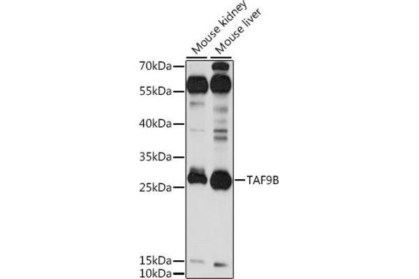 TAF9B anticorps  (AA 50-150)