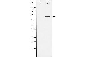 Western blot analysis of PKC-pan phosphorylation expression in NIH-3T3 whole cell lysates,The lane on the left is treated with the antigen-specific peptide.
