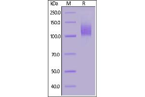 Biotinylated 2019-nCoV (COVID-19) S1 protein, His,Avitag (MALS verified) on SDS-PAGE under reducing (R) condition. (SARS-CoV-2 Spike S1 Protein (His tag,AVI tag,Biotin))