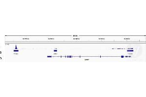 Cleavage Under Targets and Release Using Nuclease (CUT&RUN) image for anti-Lymphoid Enhancer-Binding Factor 1 (LEF1) (AA 100-399) antibody (ABIN1680678)