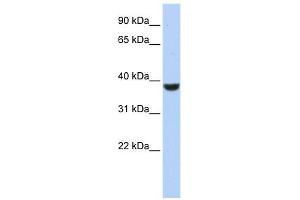 PPP1CA antibody used at 1 ug/ml to detect target protein. (PPP1CA antibody  (N-Term))