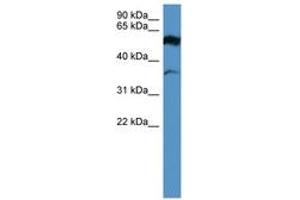 Image no. 1 for anti-Fascin 2 (FSCN2) (AA 235-284) antibody (ABIN6746674) (Fascin 2 antibody  (AA 235-284))
