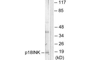 Western Blotting (WB) image for anti-P18 INK (C-Term) antibody (ABIN1848714) (P18 INK antibody  (C-Term))