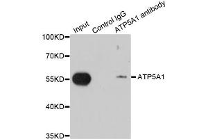 Immunoprecipitation analysis of 200 μg extracts of MCF-7 cells using 1 μg ATP5A1 antibody (ABIN5973488). (ATP5A1 antibody)