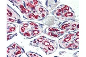 Immunohistochemical analysis of paraffin-embedded human placenta using CD31 mouse mAb.