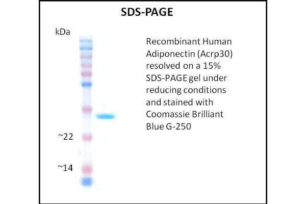 ADIPOQ Protein