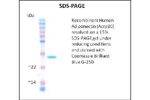 SDS-PAGE (SDS) image for Adiponectin (ADIPOQ) (Active) protein (ABIN5509768) (ADIPOQ Protein)