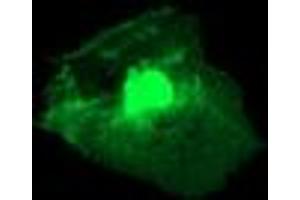 Anti-RGS16 mouse monoclonal antibody (ABIN2455382) immunofluorescent staining of COS7 cells transiently transfected by pCMV6-ENTRY RGS16 (RC202430). (RGS16 antibody)