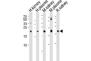 Western blot analysis of lysates from human kidney, plasma, mouse kidney, plasma and rat kidney tissue lysate(from left to right), using GPX3 Antibody (Center) (ABIN650617 and ABIN2844787). (GPX3 antibody  (AA 93-123))