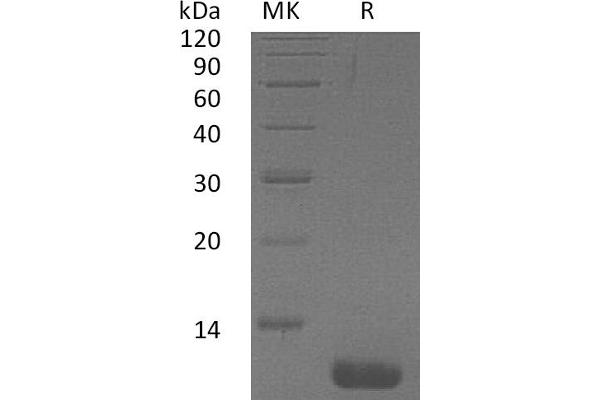 CCL1 Protein