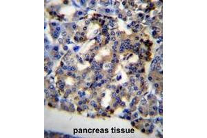 C10orf2 Antibody (C-term) immunohistochemistry analysis in formalin fixed and paraffin embedded human pancreas tissue followed by peroxidase conjugation of the secondary antibody and DAB staining. (C10orf2 antibody  (C-Term))