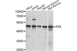 Western blot analysis of extracts of various cell lines, using FAS antibody. (FAS antibody  (AA 61-335))