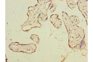 Immunohistochemistry of paraffin-embedded human placenta tissue using ABIN7164235 at dilution of 1:100 (PSG3 antibody  (AA 35-310))
