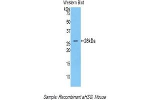 Detection of Recombinant aHSG, Mouse using Polyclonal Antibody to Alpha-2-Heremans Schmid Glycoprotein (AHSG) (Fetuin A antibody  (AA 19-250))