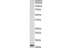 Image no. 1 for anti-beta-2-Microglobulin (B2M) (AA 65-79) antibody (ABIN1100156) (beta-2 Microglobulin antibody  (AA 65-79))