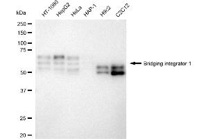 Western blotting analysis using Bridging integrator 1 antibody (ABIN7797794). (Recombinant BIN1 antibody)