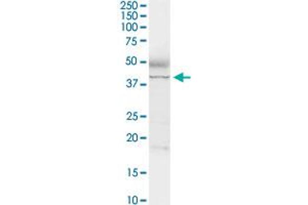 ADA antibody  (AA 1-363)