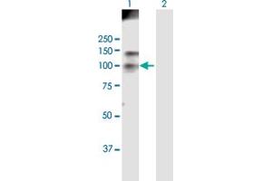 Western Blot analysis of HDAC4 expression in transfected 293T cell line by HDAC4 MaxPab polyclonal antibody.