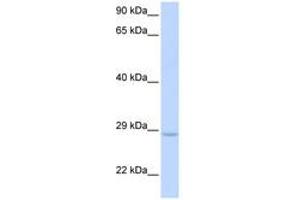Image no. 1 for anti-X-Ray Repair Complementing Defective Repair in Chinese Hamster Cells 2 (XRCC2) (AA 144-193) antibody (ABIN6744285) (XRCC2 antibody  (AA 144-193))
