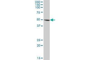 GLMN MaxPab polyclonal antibody. (GLMN antibody  (AA 1-594))