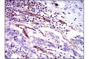 Image no. 1 for anti-CD59 (CD59) antibody (ABIN1491388) (CD59 antibody)