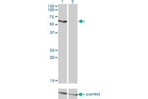 Western blot analysis of SLC33A1 over-expressed 293 cell line, cotransfected with SLC33A1 Validated Chimera RNAi (Lane 2) or non-transfected control (Lane 1). (SLC33A1 antibody  (AA 1-69))